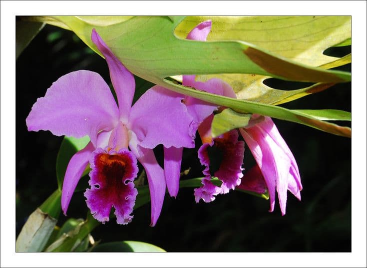 Cattleya trianae orchid; also known as May Flower