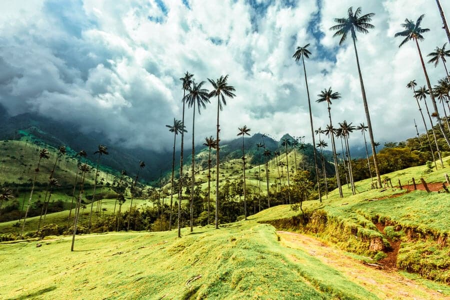 Colombia's Cocora Valley