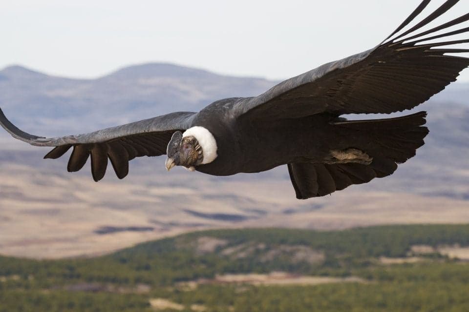 the Andean Condor