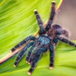 Pink-toe Tarantula