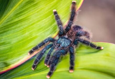 Pink-toe Tarantula