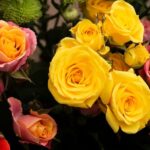 Beautiful Colorful Roses