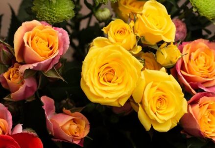Beautiful Colorful Roses