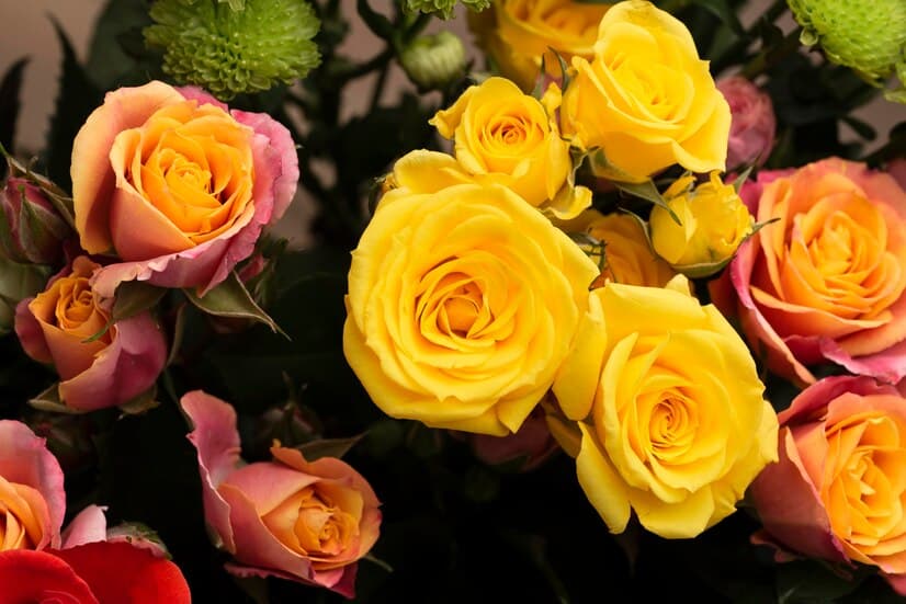 Beautiful Colorful Roses